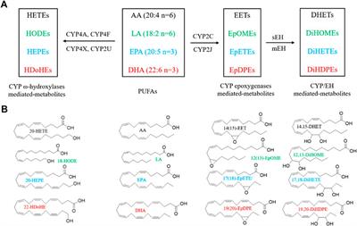 Pleiotropic Functions of Cytochrome P450 Monooxygenase-Derived Eicosanoids in Cancer